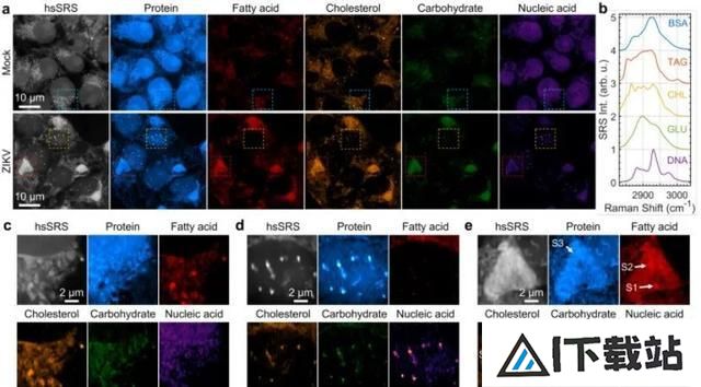 科学家用AI开发受激拉曼纳米成像技术，分辨率可达86纳米