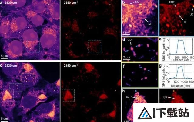 科学家用AI开发受激拉曼纳米成像技术，分辨率可达86纳米